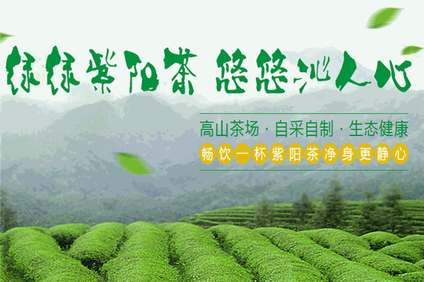 紫阳富硒茶的消费人群（紫阳富硒茶多少钱一斤）-硒宝网