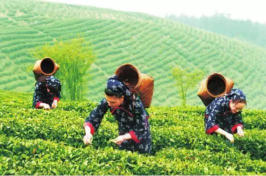 湖北富硒茶哪里的最好（武汉富硒茶）-硒宝网