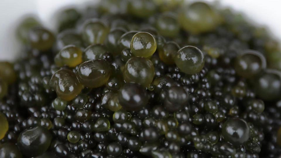 鹤峰走马镇富硒有机茶（鹤峰茶马古道简介）-硒宝网