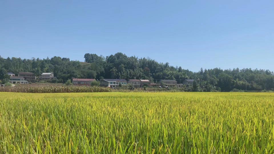 鹤峰走马镇富硒有机茶（鹤峰茶马古道简介）-硒宝网