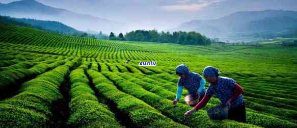 喝了富硒茶影响睡眠吗（睡眠喝茶富硒影响睡眠吗）-硒宝网