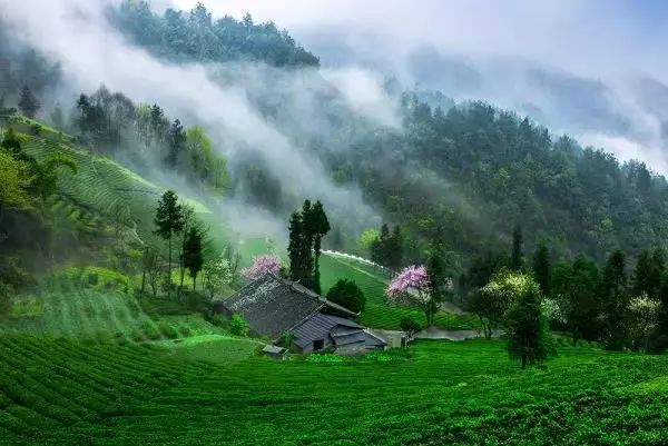 富硒茶是不是绿茶类型(绿茶茶类型富硒是哪种)-硒宝网