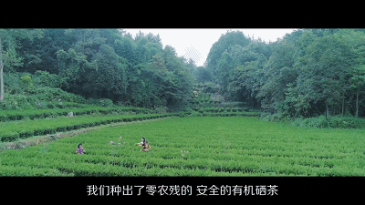 富硒茶是不是绿茶类型(绿茶茶类型富硒是哪种)-硒宝网