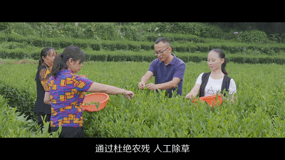 富硒茶是不是绿茶类型(绿茶茶类型富硒是哪种)-硒宝网