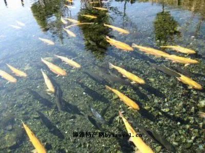 醇厚的恩施富硒茶地址（湖北的恩施富硒茶厂）-硒宝网