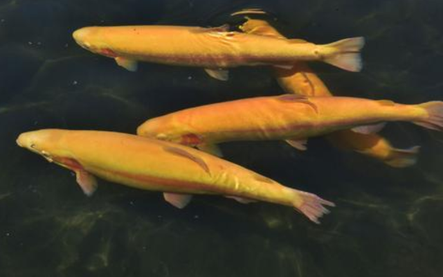 醇厚的恩施富硒茶地址（湖北的恩施富硒茶厂）-硒宝网