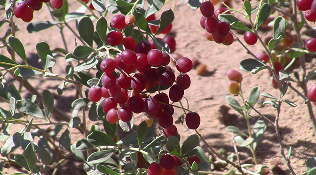 醇厚的恩施富硒茶地址（湖北的恩施富硒茶厂）-硒宝网