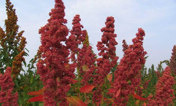 醇厚的恩施富硒茶地址（湖北的恩施富硒茶厂）-硒宝网