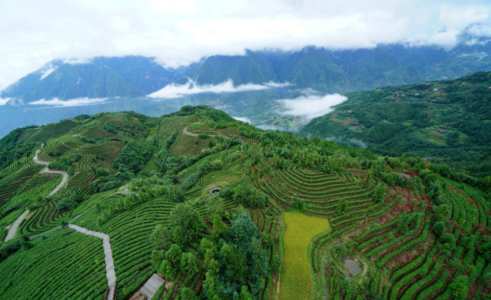 恩施富硒茶春茶上市了(恩施富硒茶21年新茶价格)-硒宝网