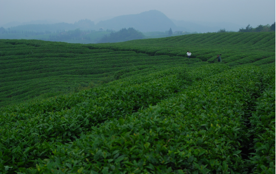 富硒茶贵州开阳排第几(开阳富硒茶地理标志)-硒宝网