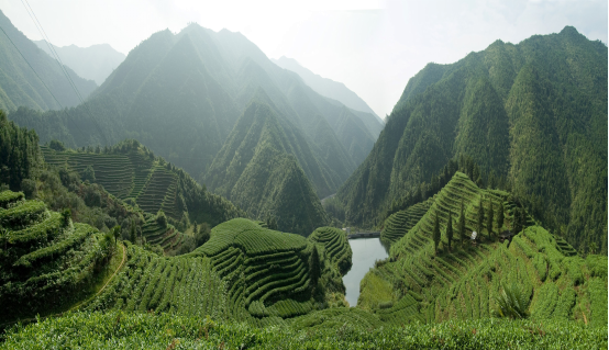 富硒茶贵州开阳排第几(开阳富硒茶地理标志)-硒宝网