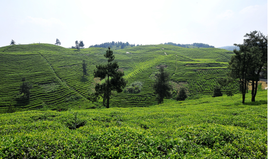 富硒茶贵州开阳排第几(开阳富硒茶地理标志)-硒宝网