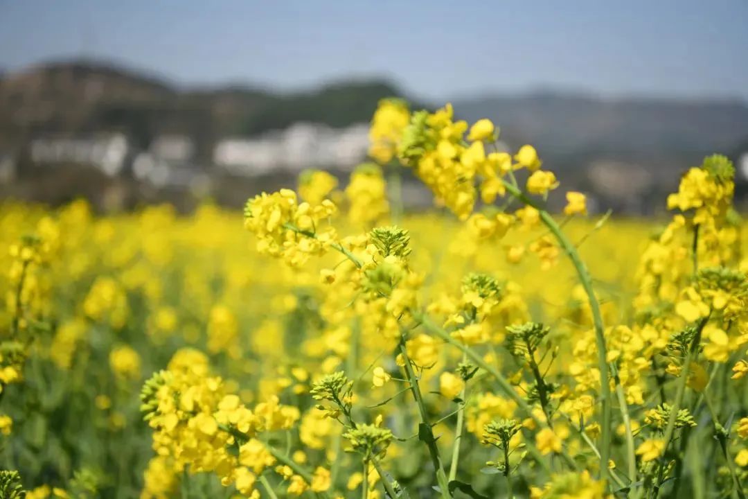 富硒茶贵州开阳排第几(开阳富硒茶园)-硒宝网