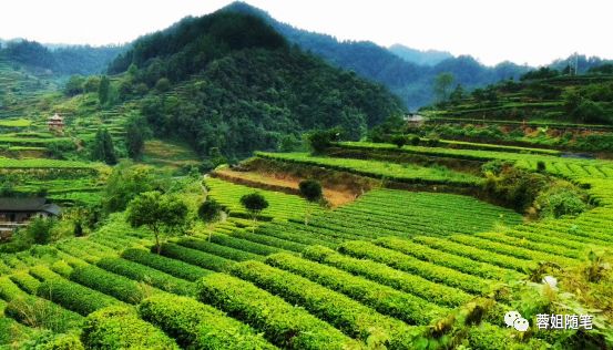 香港恩施富硒茶哪里买（湖北恩施富硒茶）-硒宝网