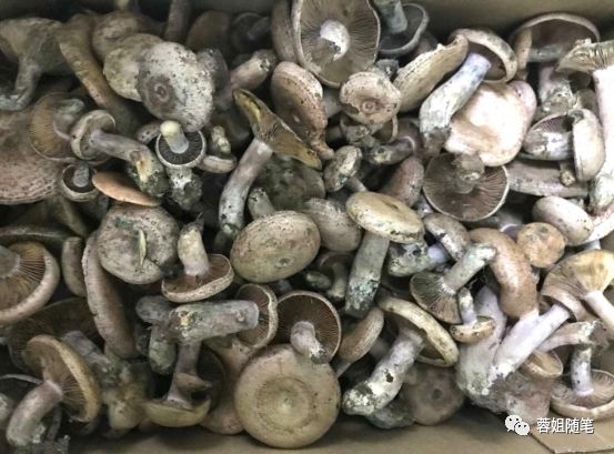 香港恩施富硒茶哪里买（湖北恩施富硒茶）-硒宝网