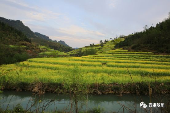 香港恩施富硒茶哪里买（湖北恩施富硒茶）-硒宝网