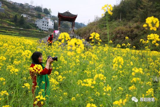 香港恩施富硒茶哪里买（湖北恩施富硒茶）-硒宝网