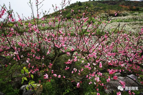 香港恩施富硒茶哪里买（湖北恩施富硒茶）-硒宝网