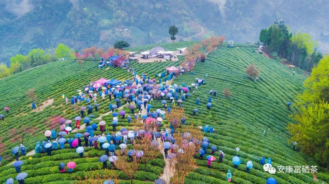 陕西平利富硒绞股蓝茶（富硒绞股蓝茶的功效）-硒宝网