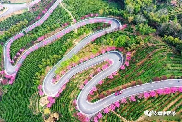陕西平利富硒绞股蓝茶（富硒绞股蓝茶的功效）-硒宝网