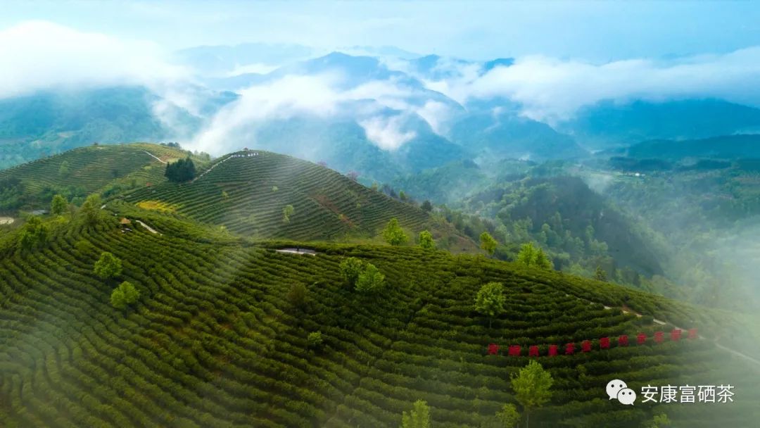 陕西平利富硒绞股蓝茶（富硒绞股蓝茶的功效）-硒宝网