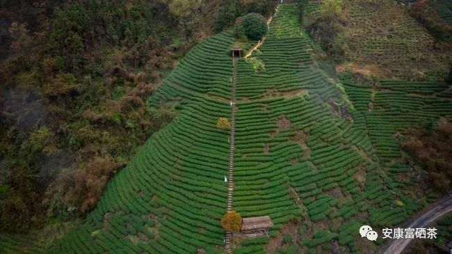 陕西平利富硒绞股蓝茶（富硒绞股蓝茶的功效）-硒宝网