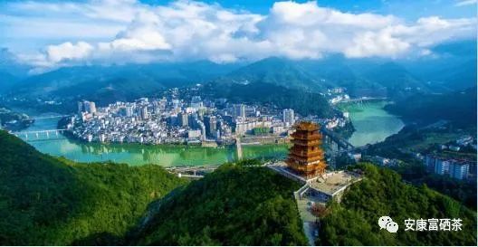 陕西平利富硒绞股蓝茶（富硒绞股蓝茶的功效）-硒宝网