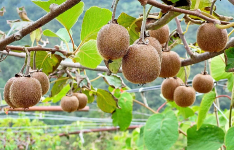 销售紫阳富硒茶的店铺（紫阳富硒茶的广告词）-硒宝网