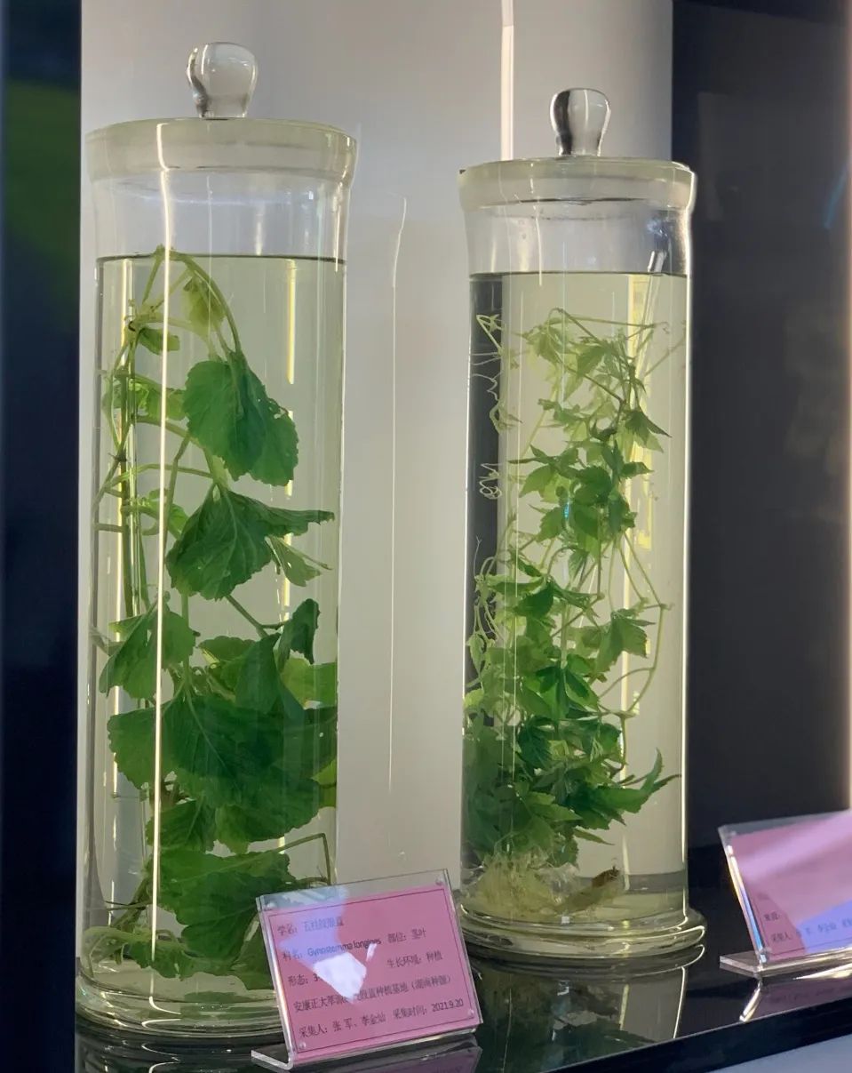 销售紫阳富硒茶的店铺（紫阳富硒茶的广告词）-硒宝网