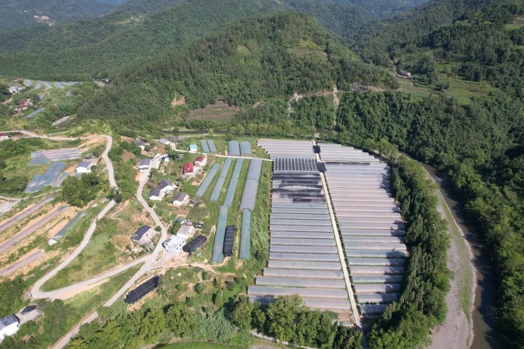 销售紫阳富硒茶的店铺（紫阳富硒茶的广告词）-硒宝网