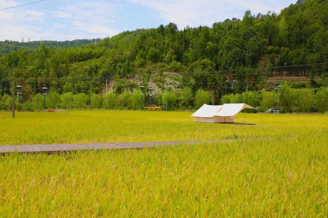 销售紫阳富硒茶的店铺（紫阳富硒茶的广告词）-硒宝网