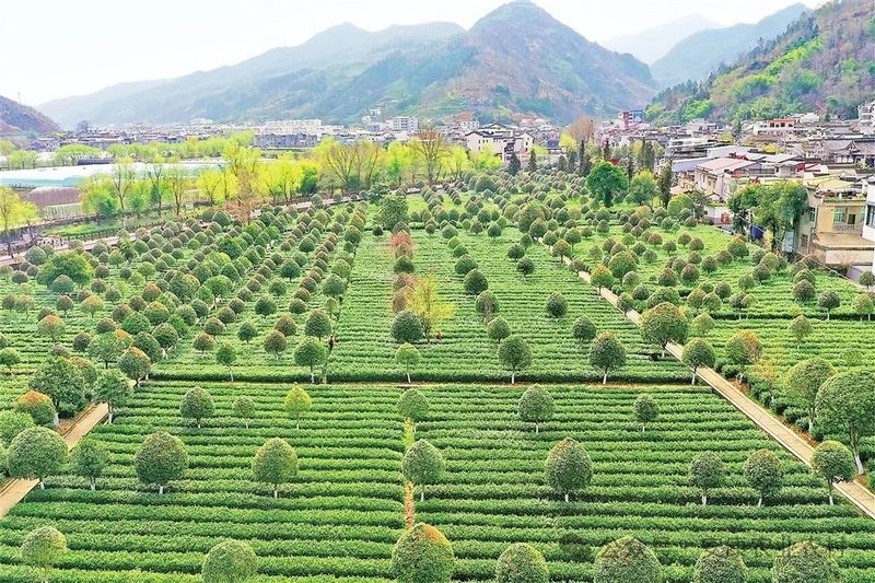 安康富硒茶香飘千万家（安康富硒茶地理标志）-硒宝网