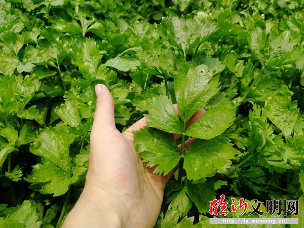茶坡芹菜绿色有机富硒(紫阳富硒茶属于什么茶)-硒宝网
