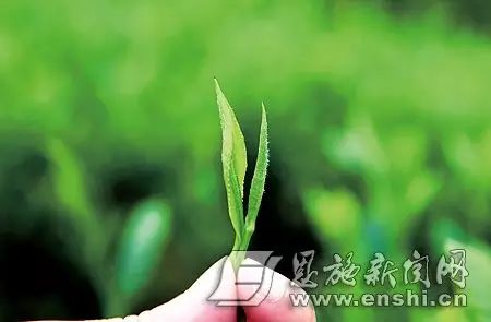 恩施富硒绿茶是什么茶(恩施绿茶硒茶品牌)-硒宝网