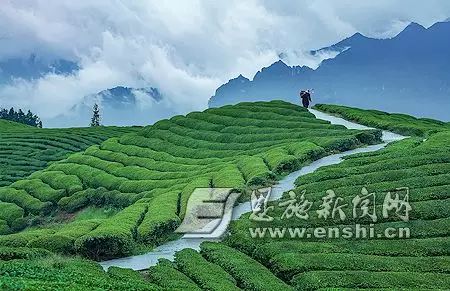 恩施富硒绿茶是什么茶(恩施绿茶硒茶品牌)-硒宝网