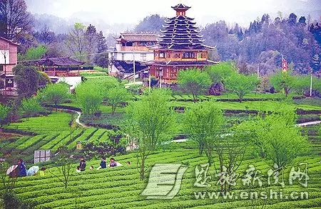 恩施富硒绿茶是什么茶(恩施绿茶硒茶品牌)-硒宝网