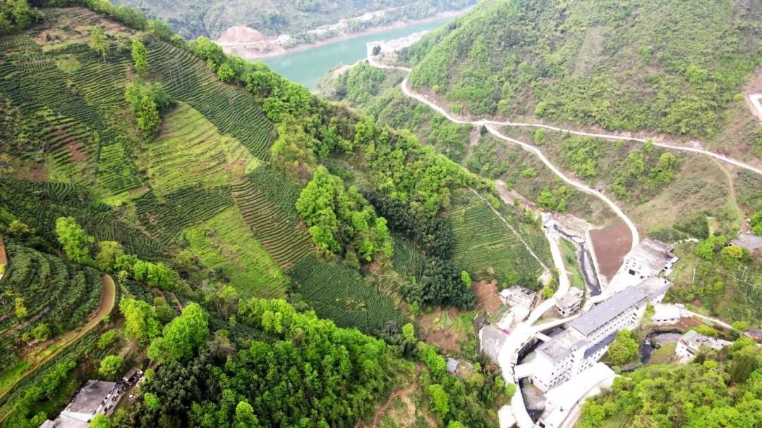 新茶紫阳富硒茶的价格(紫阳富硒茶焕古茶价格)-硒宝网