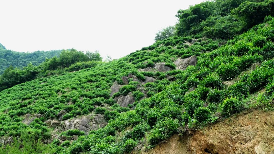 新茶紫阳富硒茶的价格(紫阳富硒茶焕古茶价格)-硒宝网