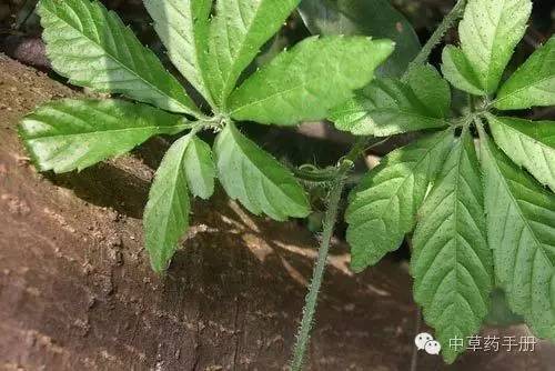 肝癌喝富硒茶好吗女性(喝茶肝癌)-硒宝网