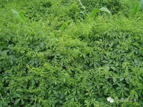 肝癌喝富硒茶好吗女性(喝茶肝癌)-硒宝网