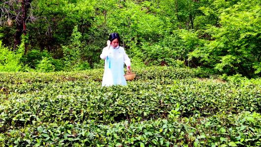 日照绿茶是不是富硒茶（日照绿茶成分）-硒宝网