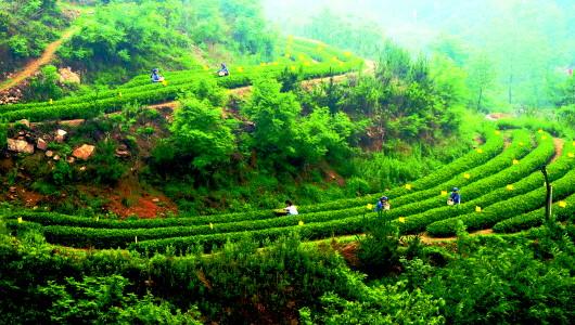 日照绿茶是不是富硒茶（日照绿茶成分）-硒宝网
