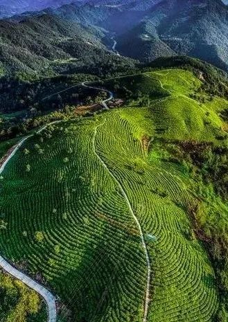 紫阳富硒茶治疗失眠吗（失眠茶治疗紫阳富硒的功效）-硒宝网