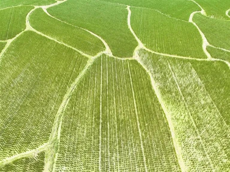 紫阳富硒茶治疗失眠吗（紫阳富硒茶含硒量多少）-硒宝网