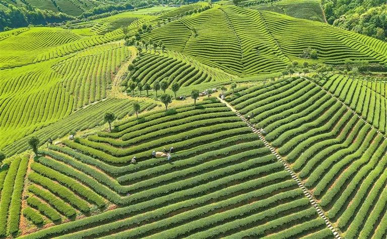 紫阳富硒茶治疗失眠吗（紫阳富硒茶含硒量多少）-硒宝网