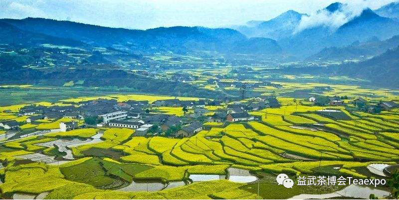 紫阳富硒茶元素含量表(紫阳茶叶含硒量)-硒宝网