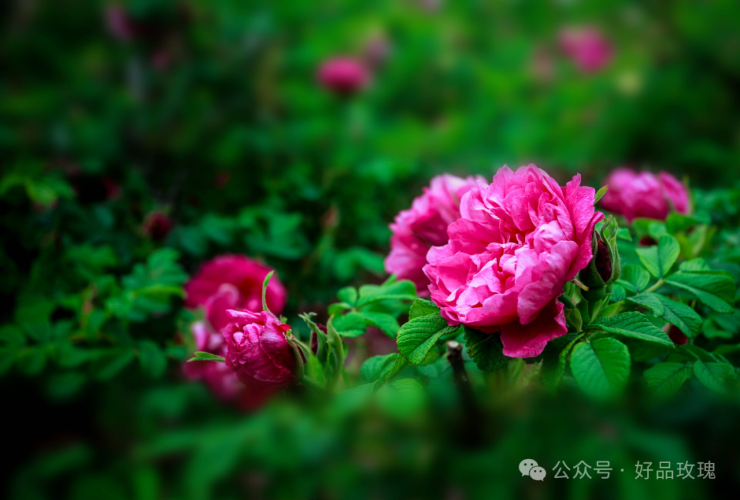 富硒火焰茶的冲泡方法（三明富硒火焰蔘茶食用方法）-硒宝网