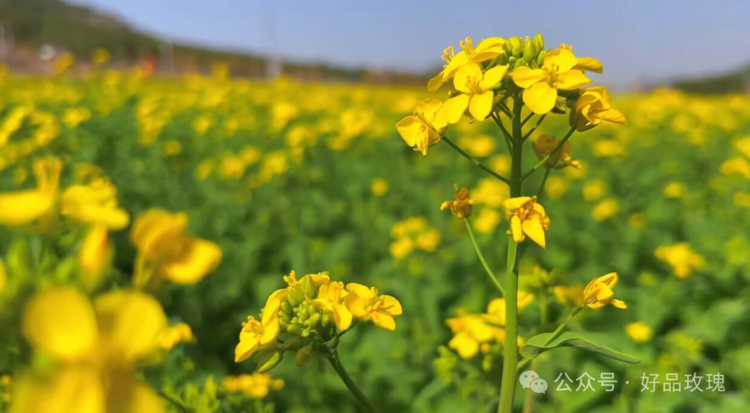 富硒火焰茶的冲泡方法（三明富硒火焰蔘茶食用方法）-硒宝网