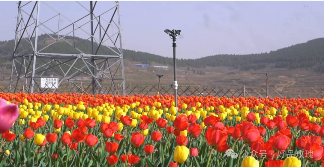 富硒火焰茶的冲泡方法（三明富硒火焰蔘茶食用方法）-硒宝网