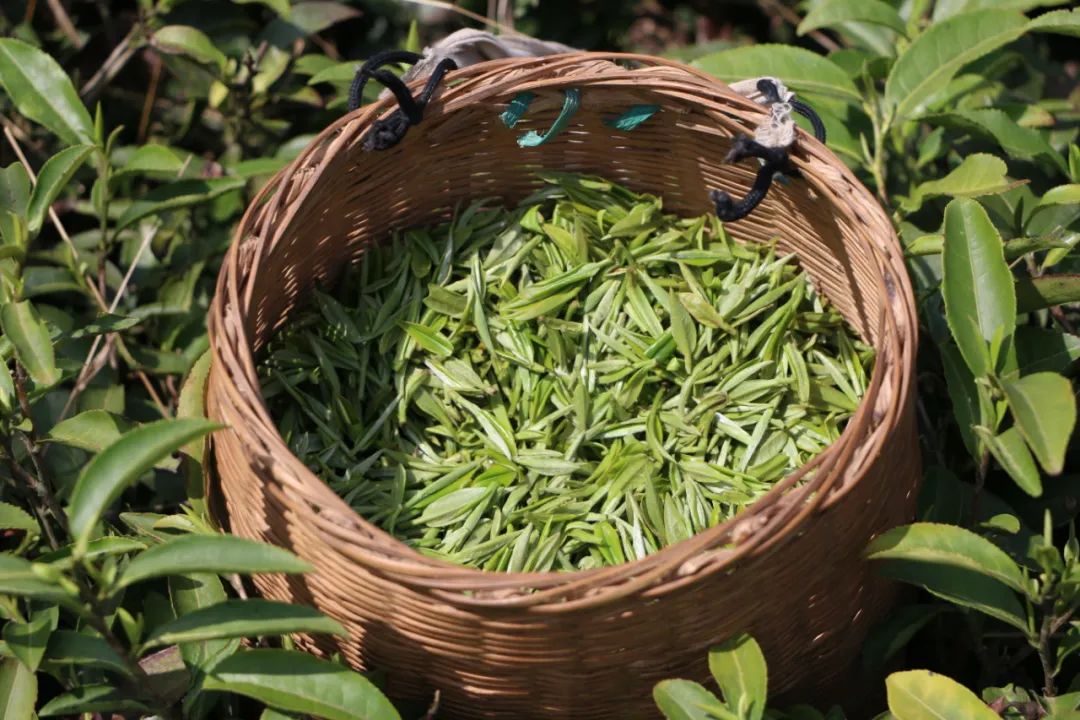 湖北有名的恩施富硒茶(湖北的恩施富硒茶厂)-硒宝网